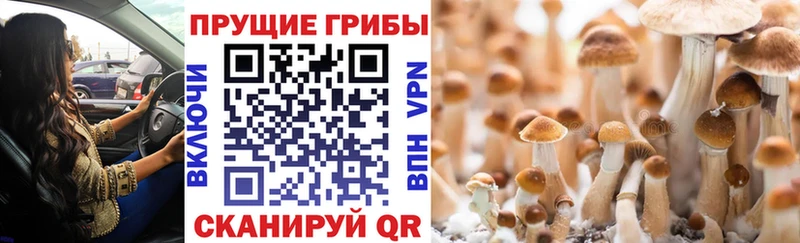 Галлюциногенные грибы ЛСД  Чернушка 