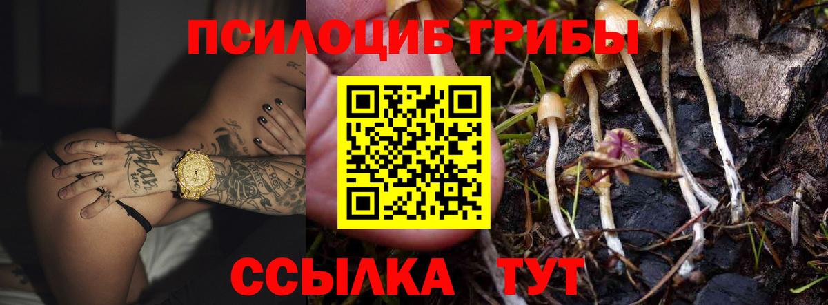Галлюциногенные грибы Psilocybine cubensis Чернушка